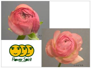 Ranunculus Vigor Pink(Large Flower).jpg